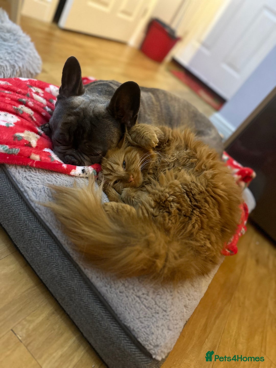 Domestic Shorthair cats for sale: Beautiful brother and sister must stay together  - Advert 4