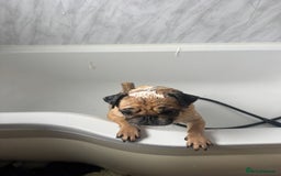 Pug dogs for sale: Pug- Paisley - Image 3