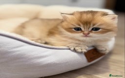 British Shorthair cats for sale: 🌟Adorable Pure BSH 5 kittens 🌟 - Image 3