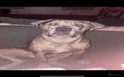 Cane Corso dogs for stud: Merle came corso for stud  - Image 1