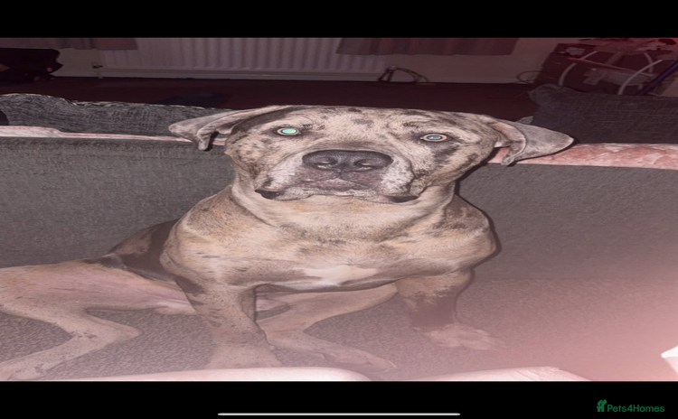 Cane Corso dogs - Advert 4