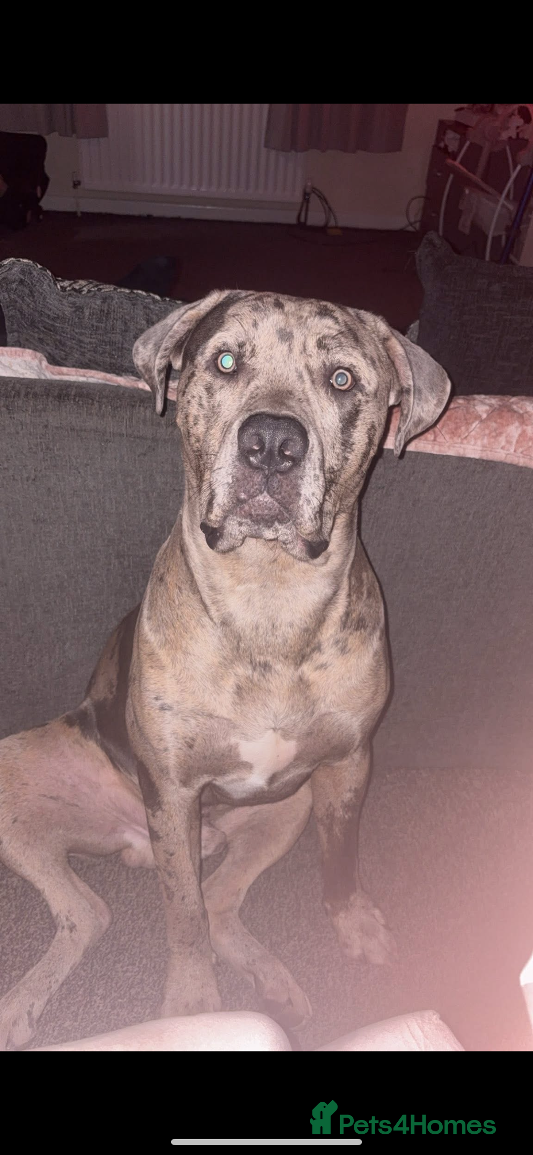 Cane Corso dogs for stud: Merle came corso for stud  - Image 1
