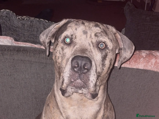 Cane Corso dogs - Advert 14