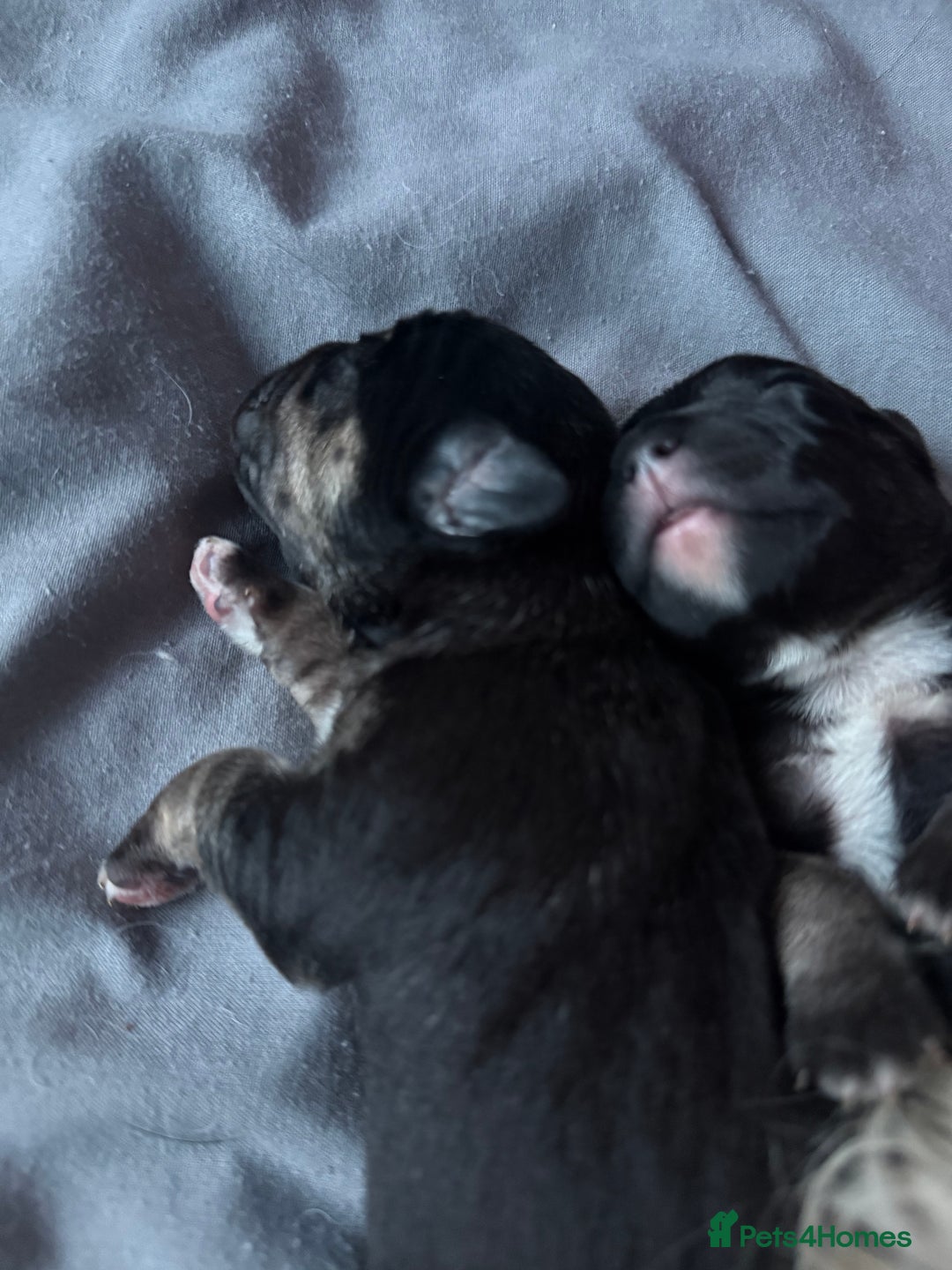 Mixed Breed dogs for sale: Bichon-A-Ranian And French bulldog mix - Image 2