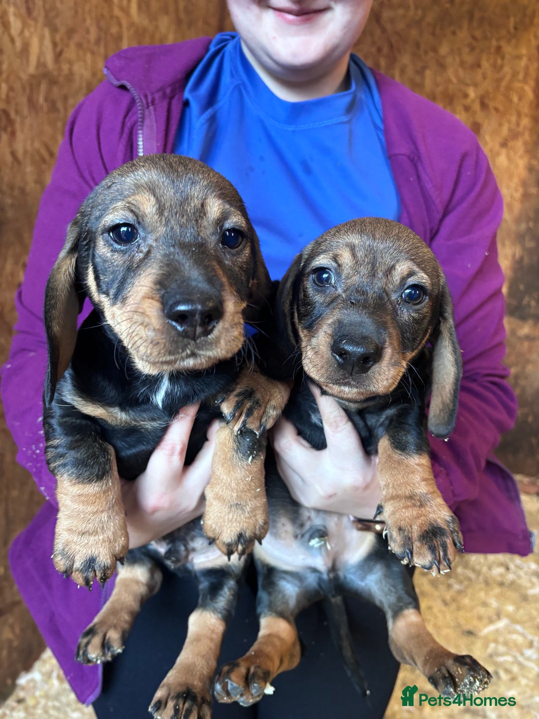 Dachshund dogs for sale:  2 Adorable Wire haired Dachshund male puppie - Advert 3