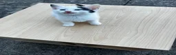 Mixed Breed cats for sale: Mixed breed - Advert 3