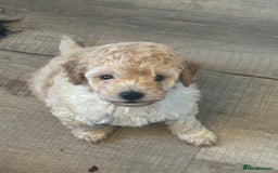 Toy Poodle dogs for sale: Toy Poodle Puppies - Extensively Health checked  - Image 3