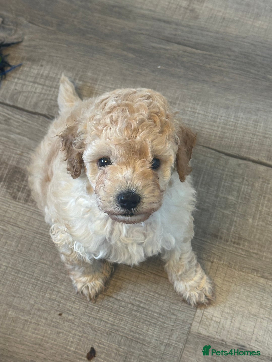 Toy Poodle dogs for sale: Toy Poodle Puppies - Extensively Health checked  - Image 3