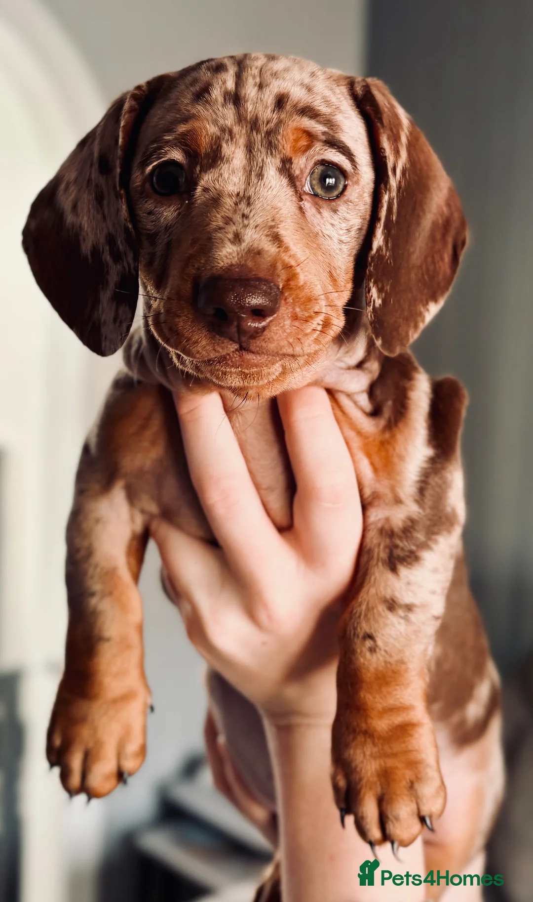 Miniature Dachshund dogs for sale: Miniature dachshunds  - Advert 1