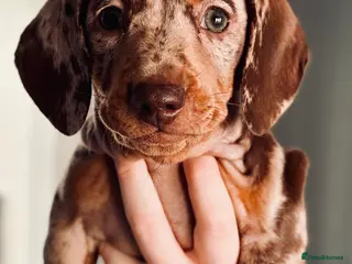 Miniature Dachshund dogs Miniature dachshunds - Advert 21