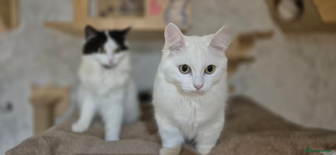 Munchkin cats for sale: Pedigree Munchkin kittens  - Image 35