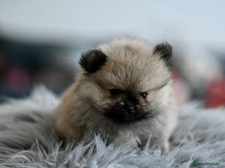 Pomeranian dogs Gorgeous small Pomeranian puppies 🧸 - Advert 4