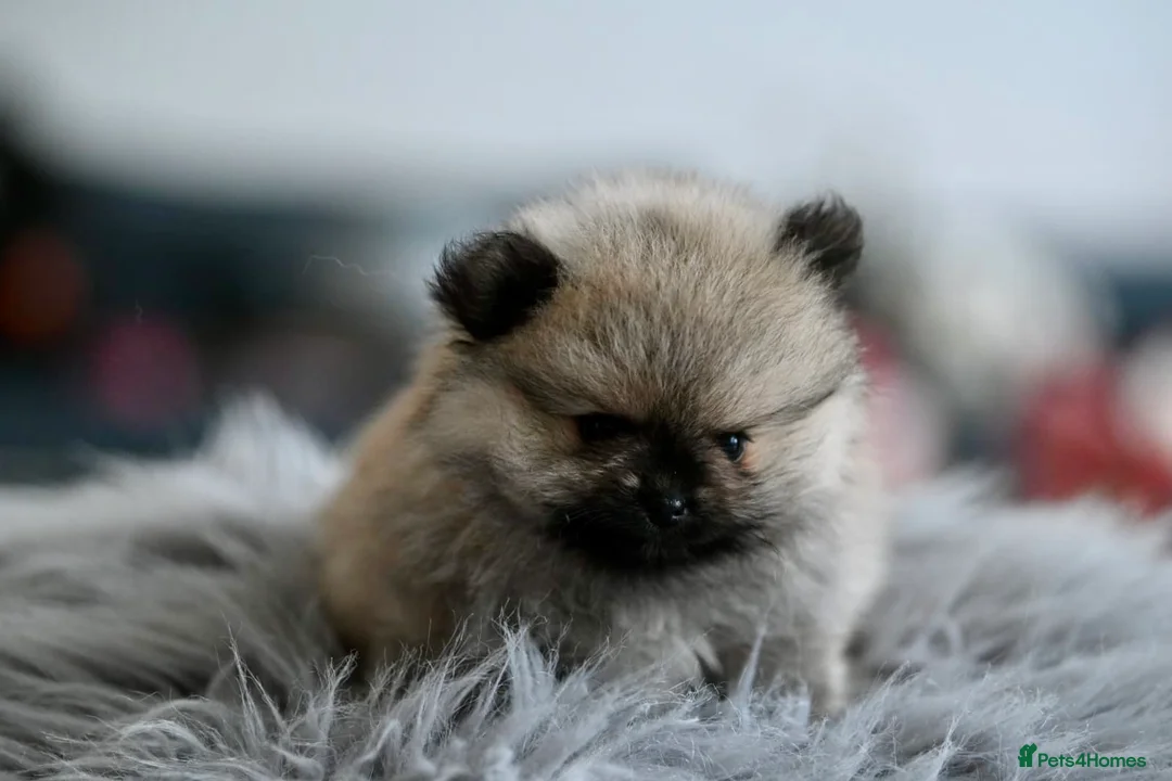 Pomeranian dogs for sale: Gorgeous small Pomeranian puppies 🧸  - Advert 3