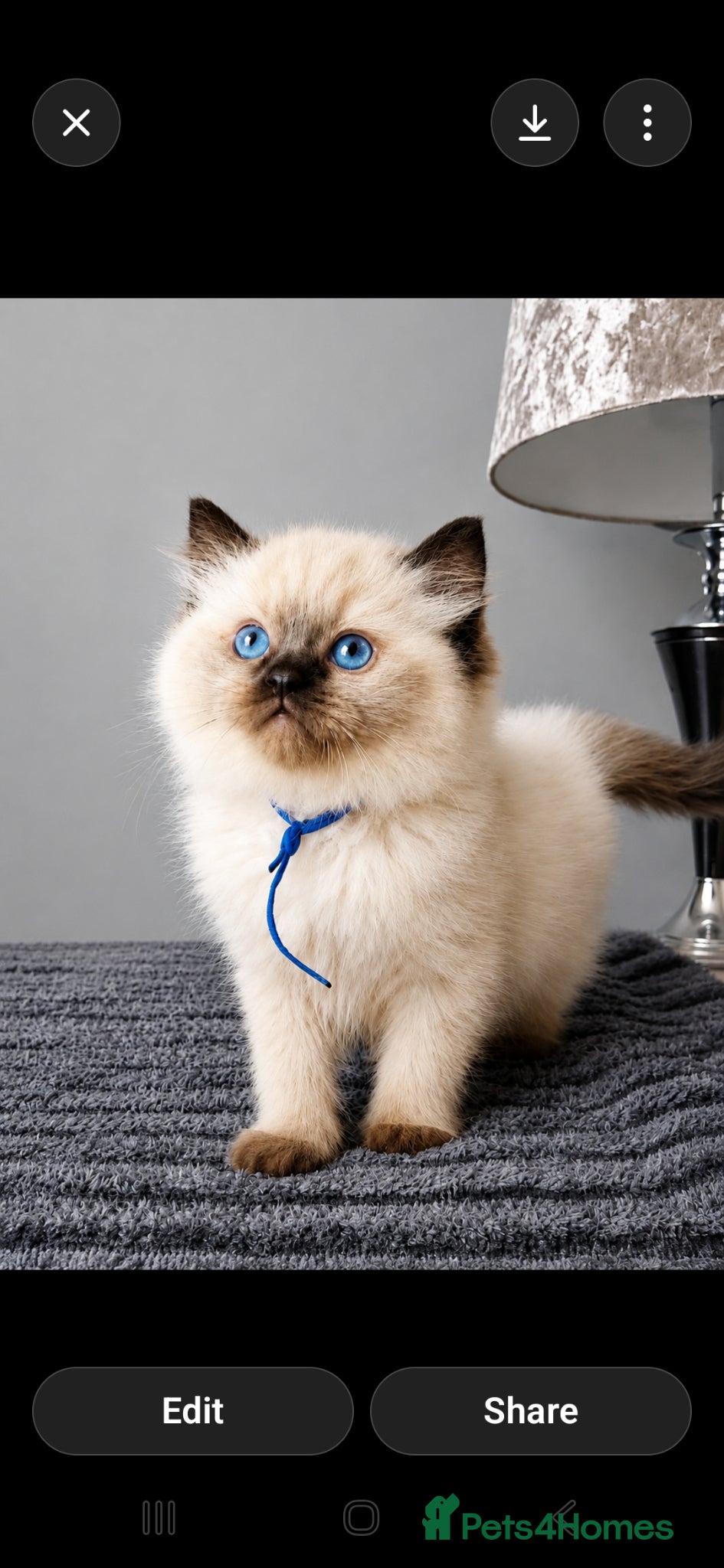 Ragdoll cats Two seal boys regestered pedigrees - Advert 7