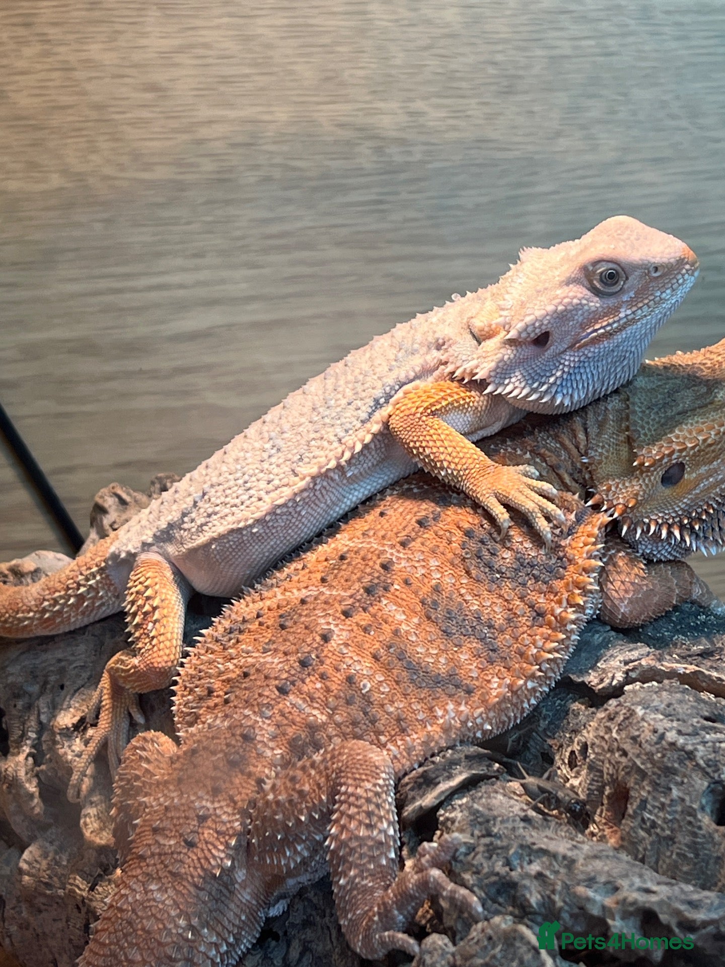 Bearded Dragon reptiles for sale: Bearded dragon baby male red hypo - Advert 16