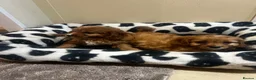 Cavapoo dogs for sale: Gorgeous Cavapoo Puppies Ready for Their New Homes - Advert 4