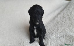 Australian Labradoodle dogs for sale: Health-tested Australian Labradoodle puppies - Image 23