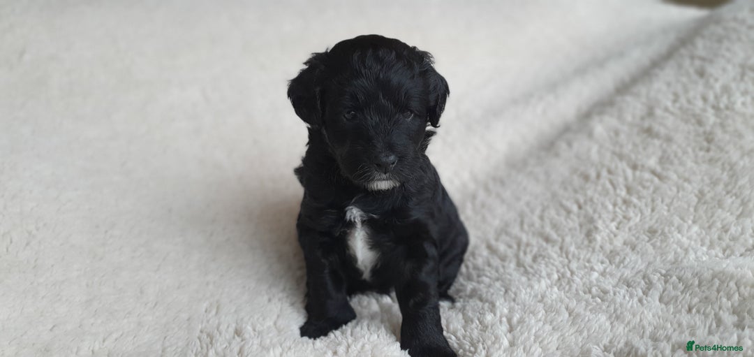 Australian Labradoodle dogs for sale: Health-tested Australian Labradoodle puppies - Image 23