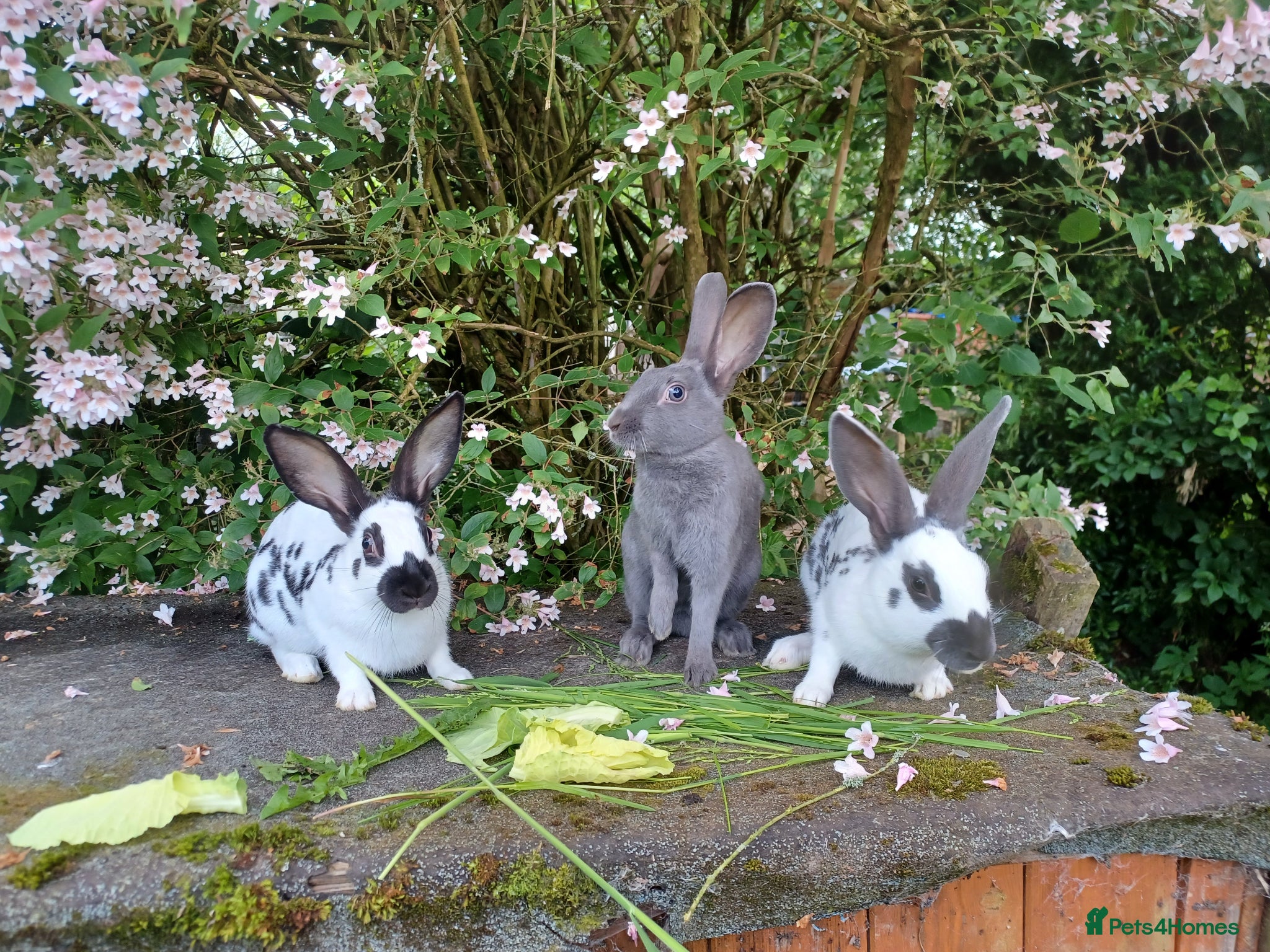 English rabbits Yurvac vaccinated English rabbits, ready now!  - Advert 1