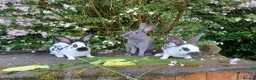 English rabbits for sale: Yurvac vaccinated English rabbits, ready now!  - Advert 1