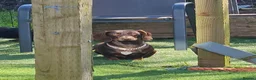 Miniature Dachshund dogs for sale: Sweet big brown female  - Advert 3