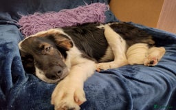 Mixed Breed dogs for adoption: Tilda  - Image 5