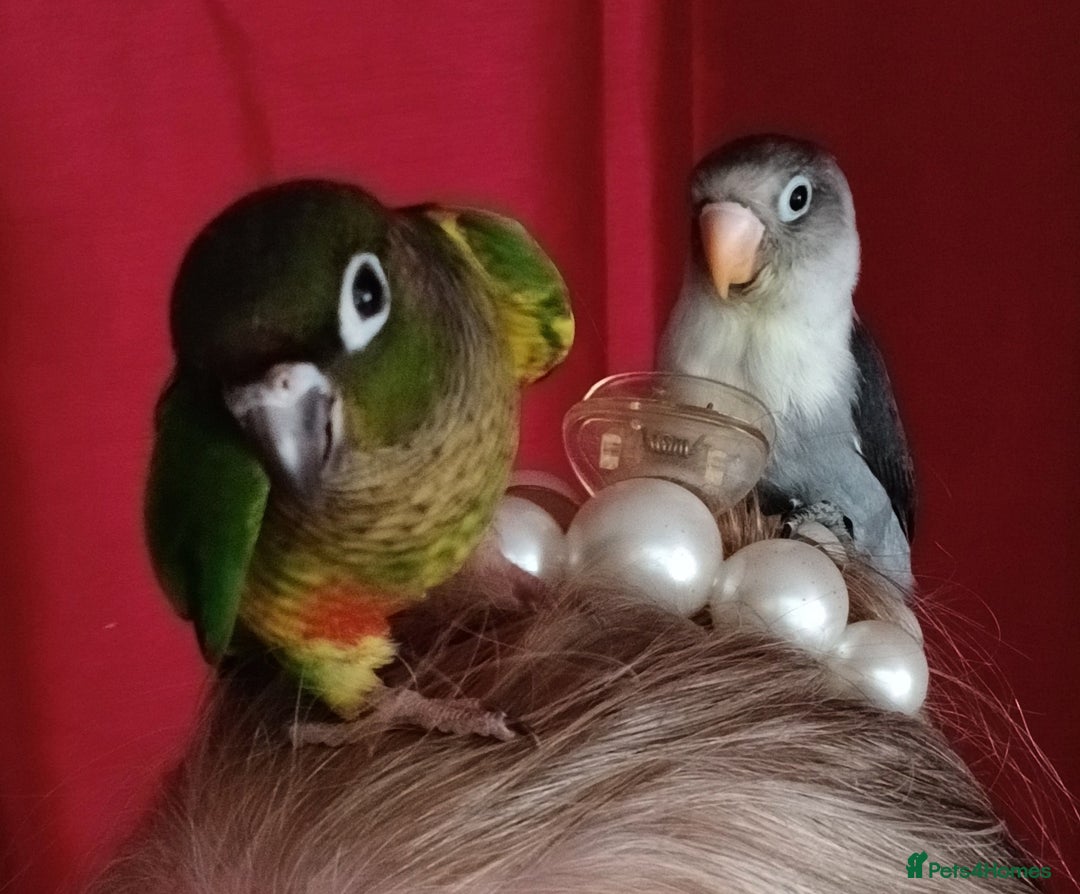 Parakeets birds for sale: Handreared Conures! Kakariki and lovebirds  - Image 6