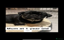 Pug dogs for sale: Stunning pug pups🤍due Oct 2025-ready 15-24th Dec - Image 8