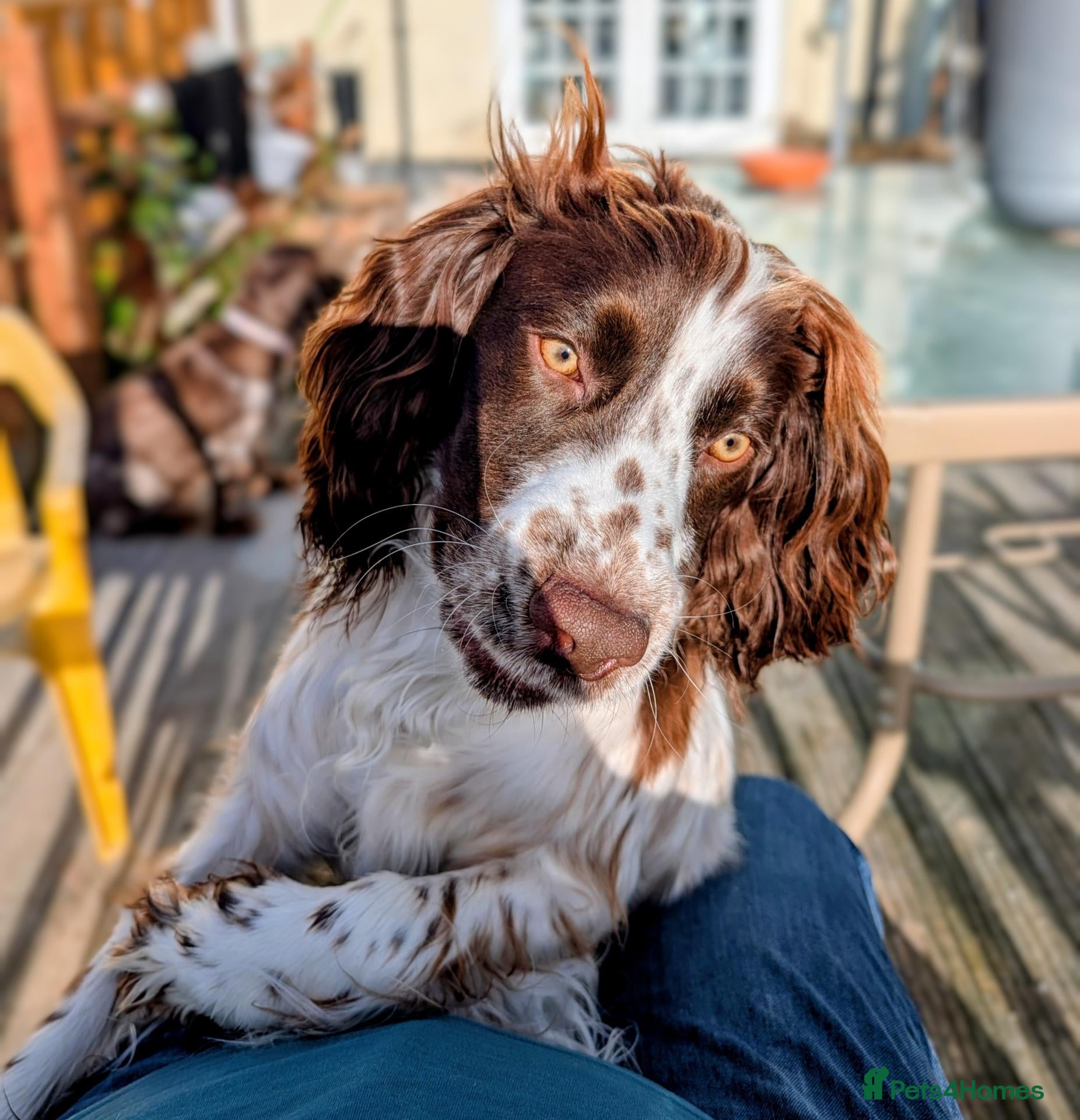Sprocker dogs Sprocker Boy  - Advert 13
