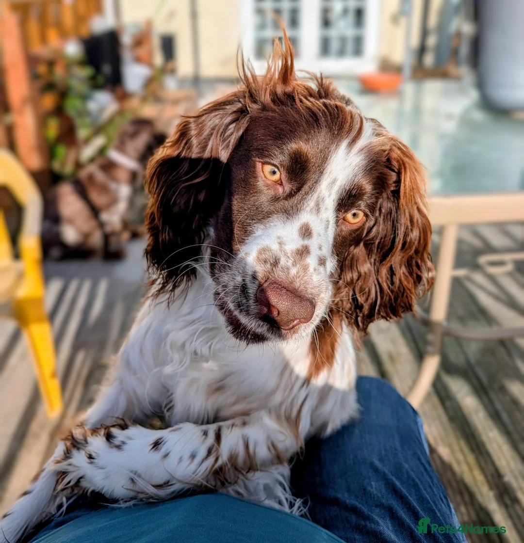 Sprocker dogs for sale: Sprocker Boy  - Advert 1