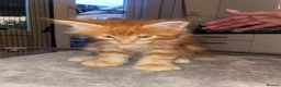 Maine Coon cats for sale: Rare Red Silver Maine Coon Kittens Available  - Advert 20