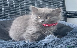 Mixed Breed cats for sale: 6 beautiful kittens ready for their forever homes - Image 6