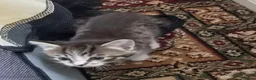 Mixed Breed cats for sale: Adorable kittens for sale  - Advert 7