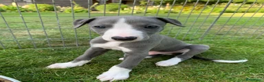 Whippet 2