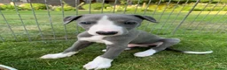 Whippet dogs for sale: KC registered Whippet puppies in Billingshurst - Advert 9