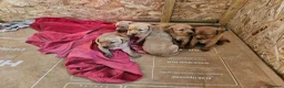 Labrador Retriever dogs for sale:  labrador puppies for sale in Newton Stewart - Advert 12