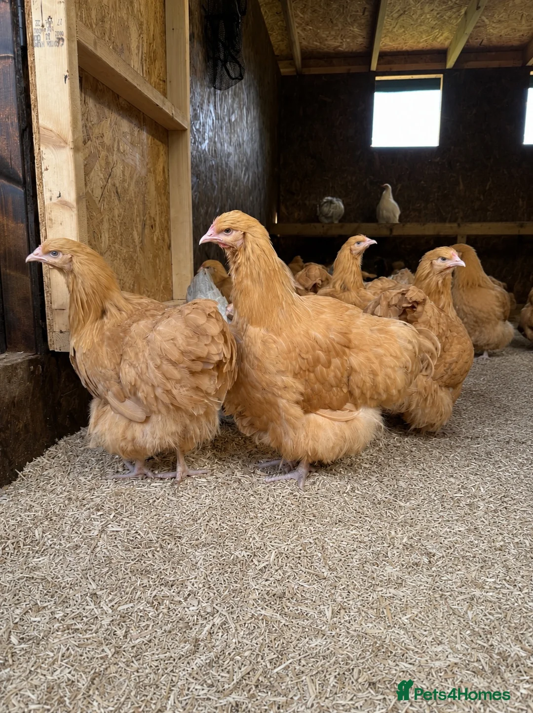 Chickens poultry for sale: Pure breed large fowl hens  - Advert 1