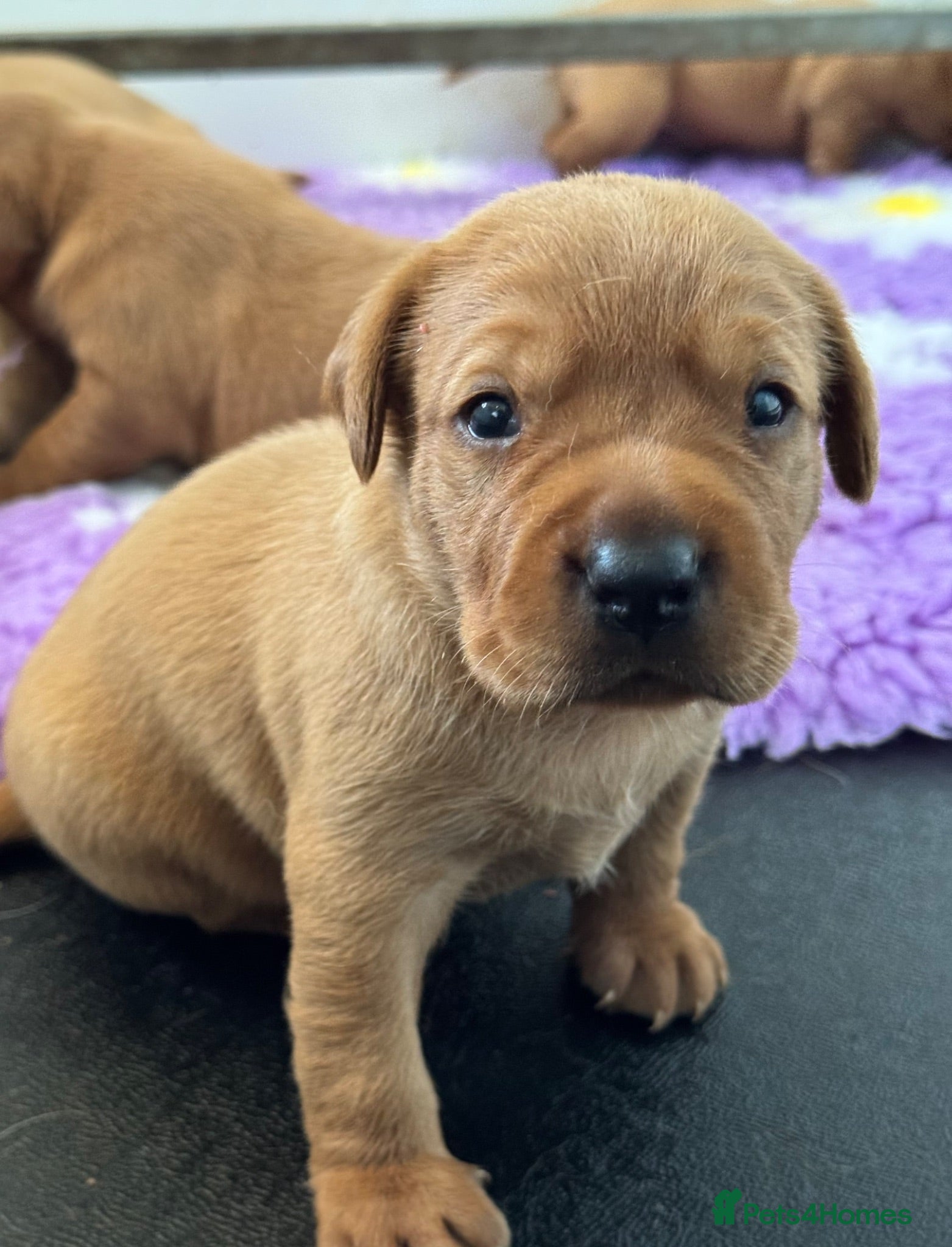 Labrador Retriever dogs KC litter of Fox Red Labradors  - Advert 2
