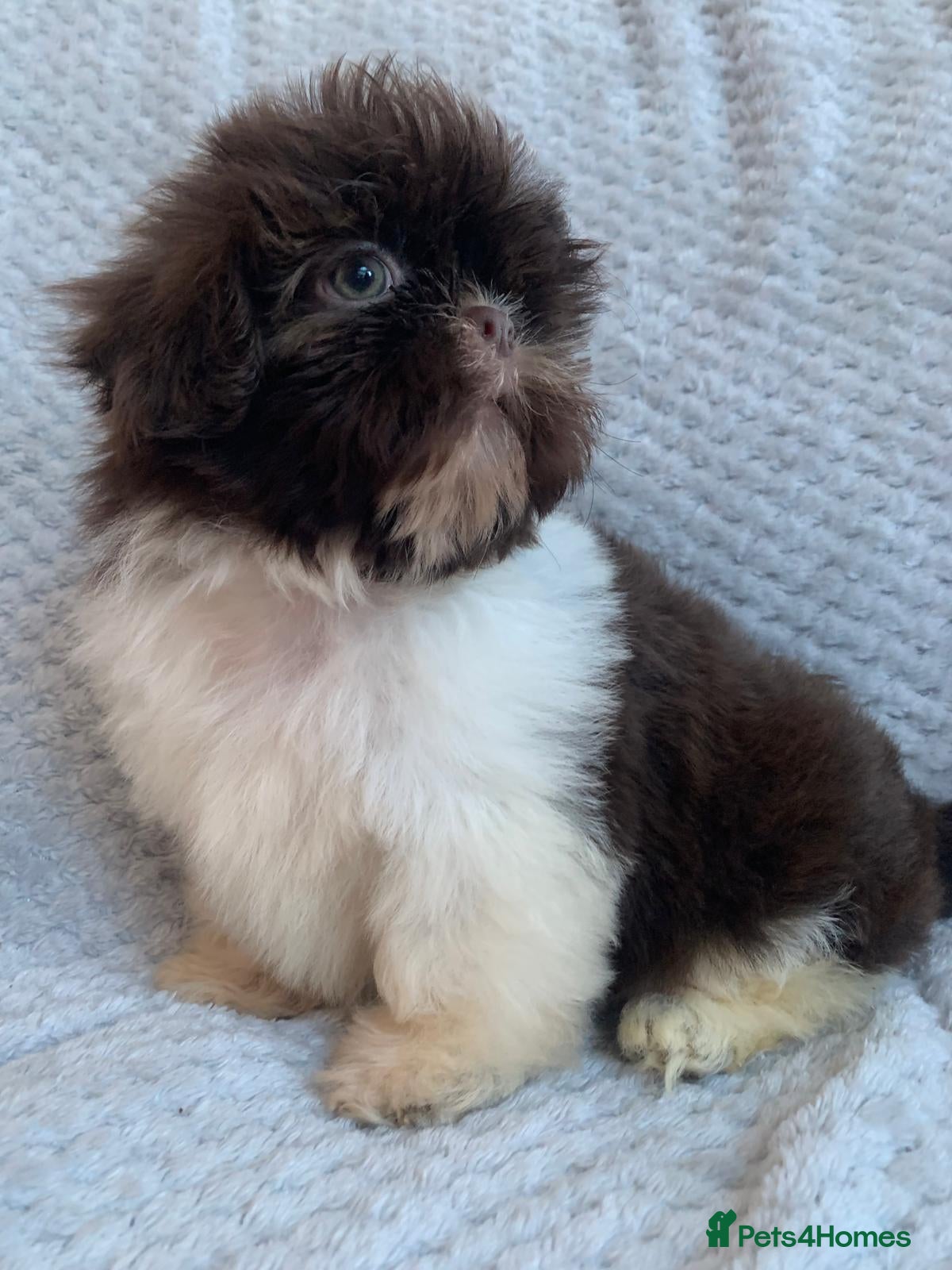 Shih Tzu dogs Baby Alfie READY NOW  - Advert 2