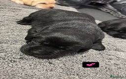 Labrador Retriever dogs for sale: Beautiful lab puppies looking forever homes ❤️ - Advert 5