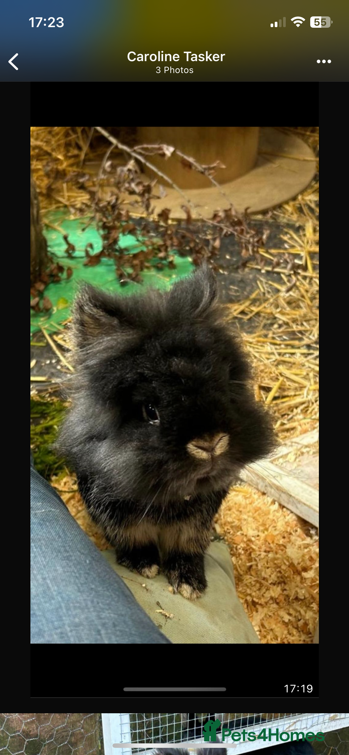 Netherland Dwarf rabbits Crumpet and Doughnut  - Advert 2