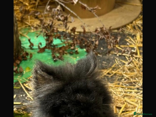 Netherland Dwarf rabbits Crumpet and Doughnut - Advert 13