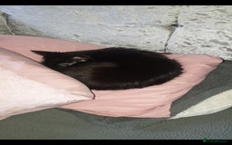 British Longhair cats for sale: Male and female cats free  - Image 6