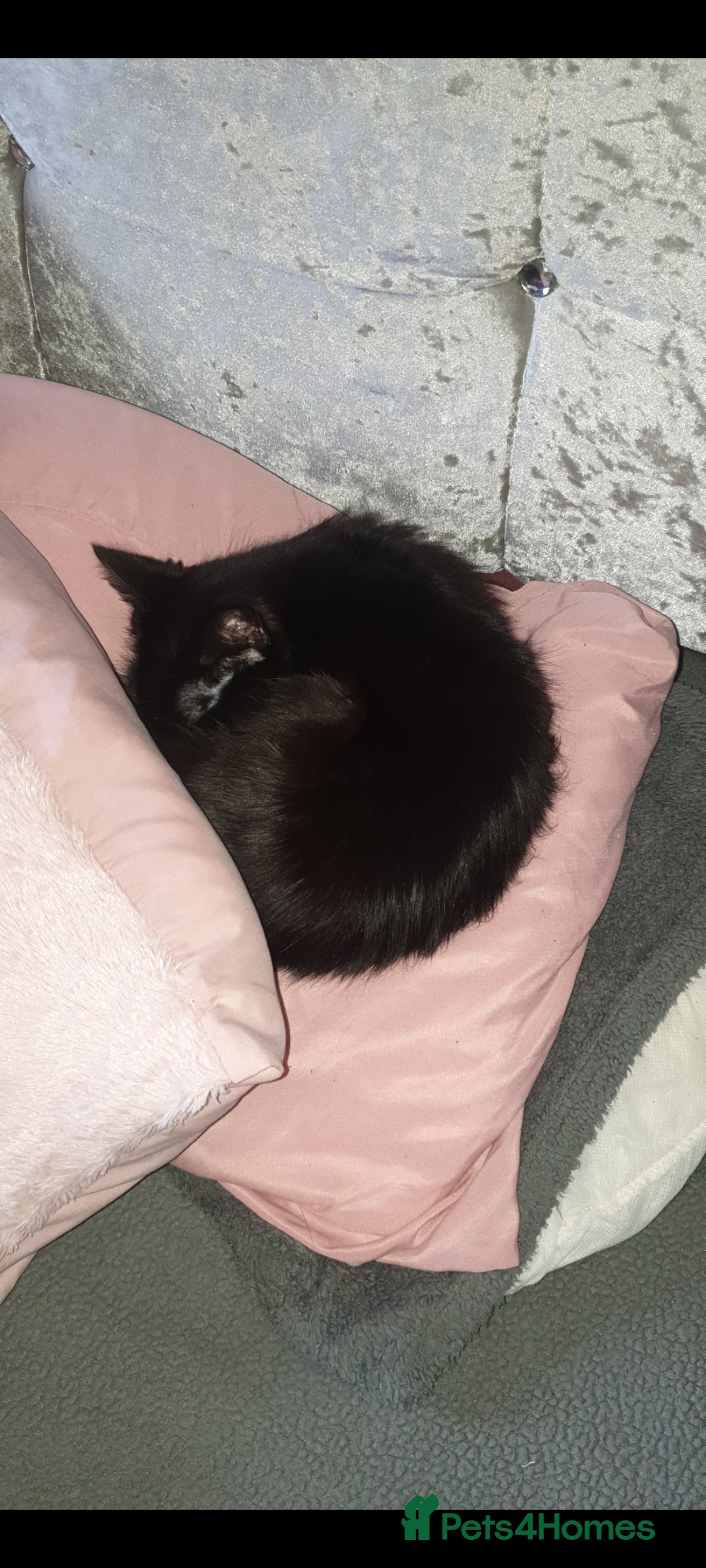 British Longhair cats for sale: Male and female cats free  - Image 6