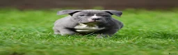 American Bully dogs for sale: READY NOW 9 beautiful ABKC pocket bullies - Advert 18