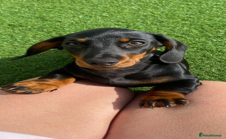 Miniature Dachshund dogs - Advert 1
