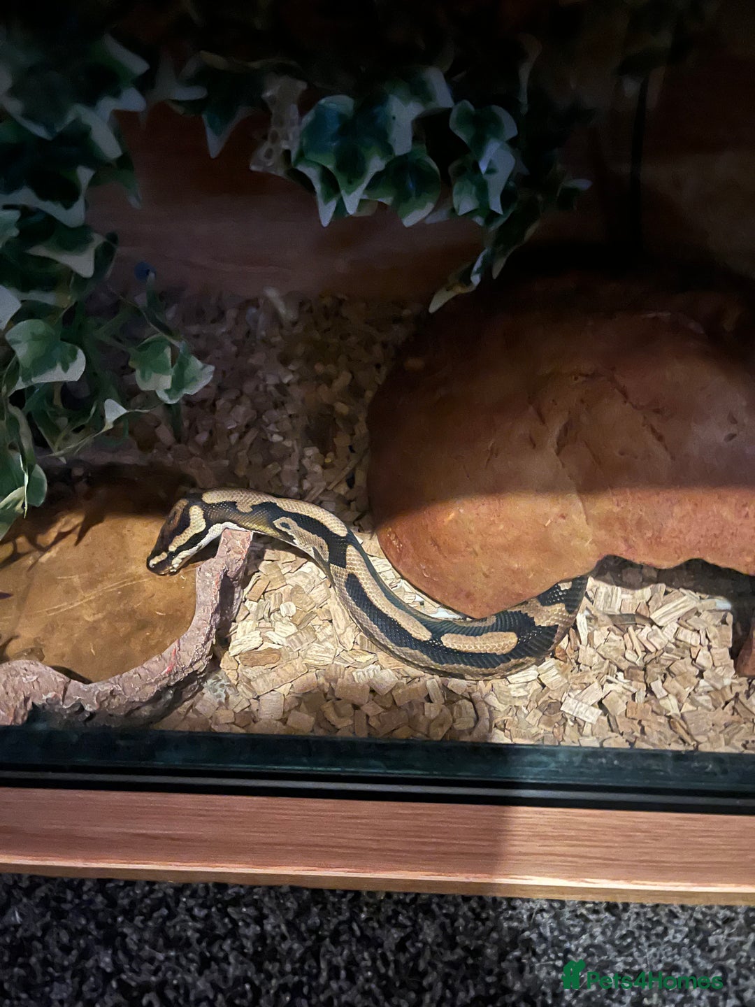 Python Snake reptiles for sale: Leopard ball python male  - Advert 6
