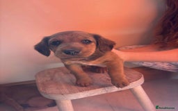 Mixed Breed dogs for sale: Beautiful puppies available  - Image 6
