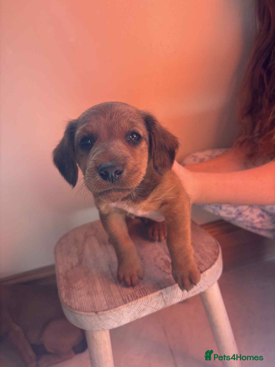 Mixed Breed dogs for sale: Beautiful puppies available  - Image 6