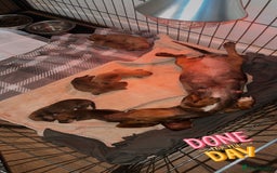 Mixed Breed dogs for sale: 💛Dorgi Puppies🤎 - Image 8